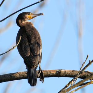 Great Cormorant