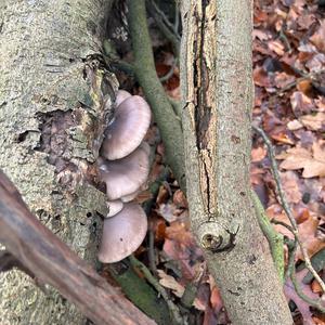 Oyster Mushroom