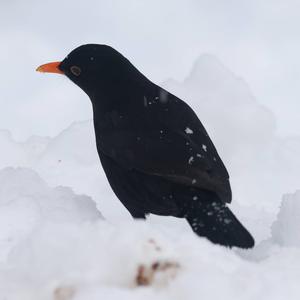 Eurasian Blackbird