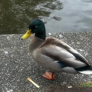 Mallard