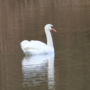 Höckerschwan