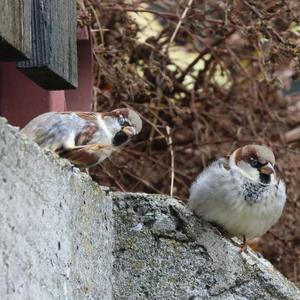 House Sparrow