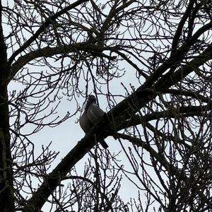 Common Wood-pigeon