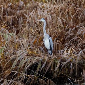 Grey Heron