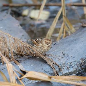 Reed Bunting