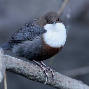 White-throated Dipper