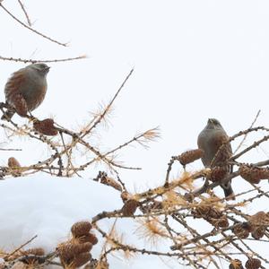 Alpine Accentor