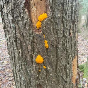 Unknown Species