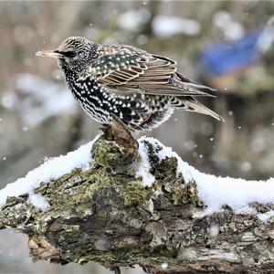 Spotless Starling