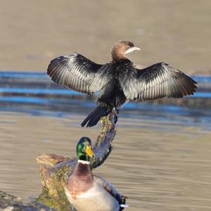 Pygmy Cormorant