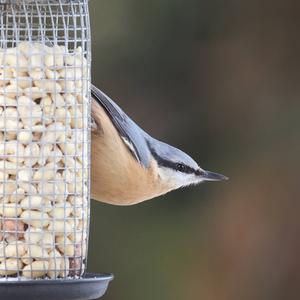 Wood Nuthatch