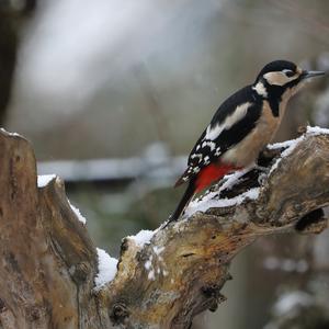 Great Spotted Woodpecker