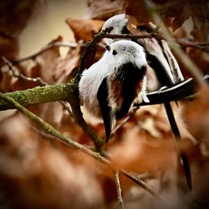 Long-tailed Tit