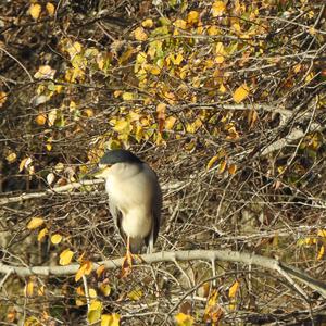 Black-crowned Night-heron