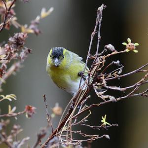 Eurasian Siskin