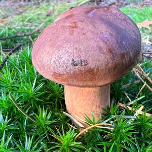 Bay Bolete