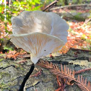 Trumpet Oyster Mushroom