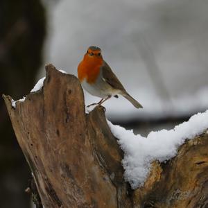 European Robin