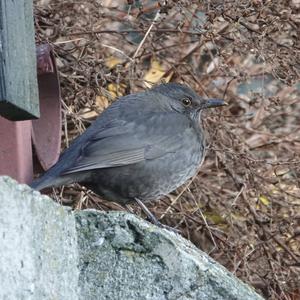 Eurasian Blackbird