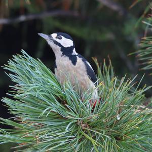 Great Spotted Woodpecker