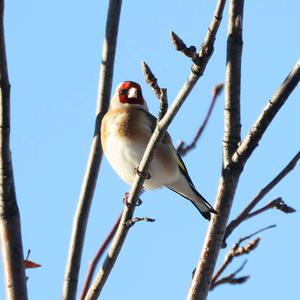 European Goldfinch