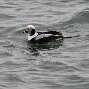 Long-tailed Duck