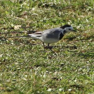 White Wagtail