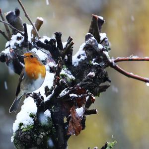 European Robin