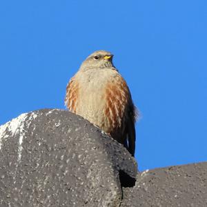 Alpine Accentor