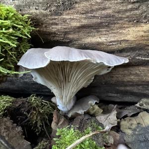 Oyster Mushroom