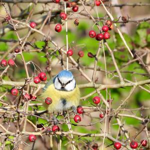 Blue Tit