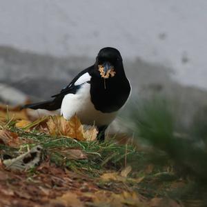 Black-billed Magpie