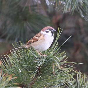 Eurasian Tree Sparrow