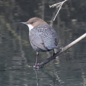 White-throated Dipper