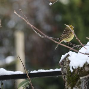 Yellowhammer