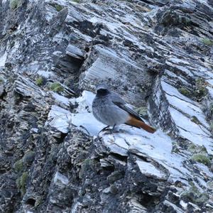 Black Redstart