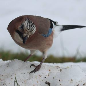 Eurasian Jay