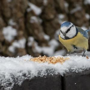 Blue Tit