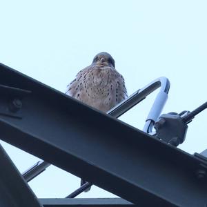 Common Kestrel