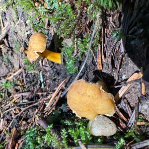 Trumpet Chanterelle