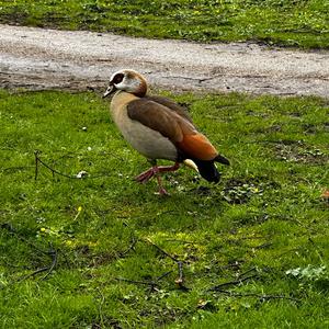 Egyptian Goose