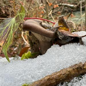 Oyster Mushroom