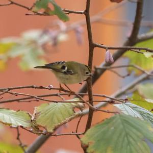 Wintergoldhähnchen