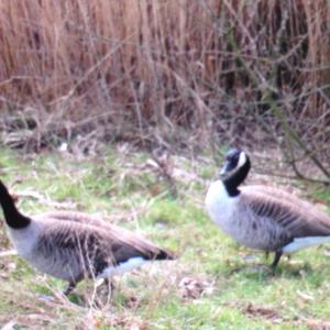 Canada Goose