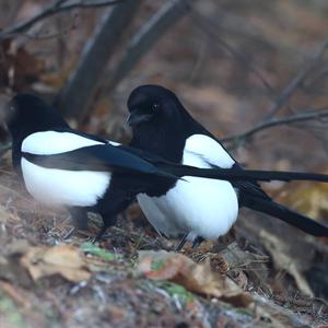 Black-billed Magpie