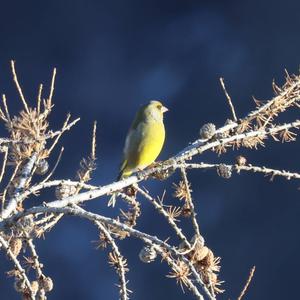 European Greenfinch