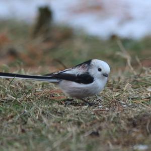 Long-tailed Tit