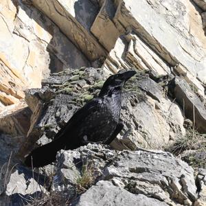 Common Raven