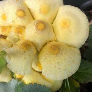 Unknown Species