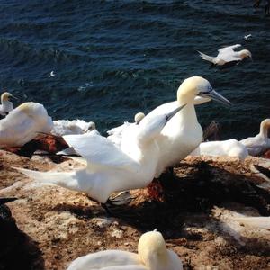 Northern Gannet